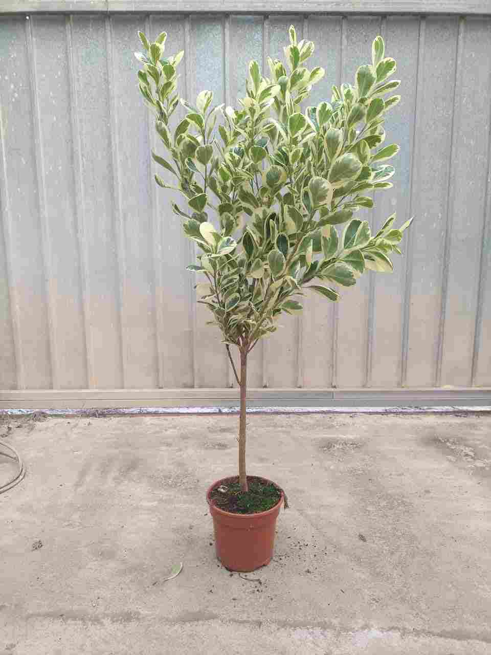 FICUS GIULIA COPA C 15